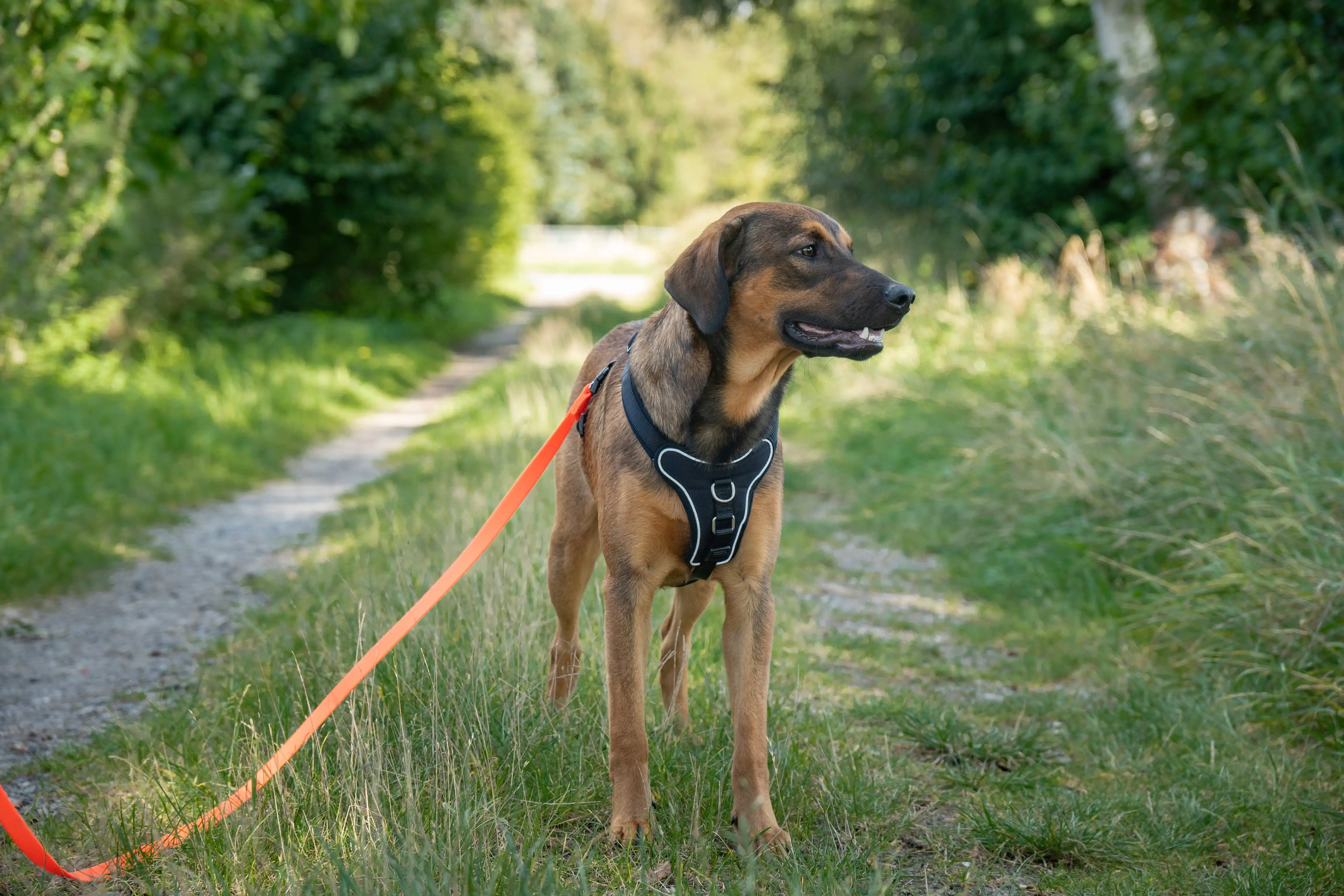 What is a dog leash discount